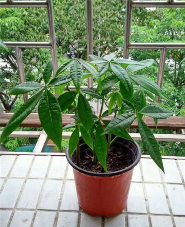 The growing environment of fortune tree