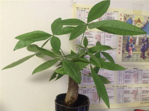 growing environment of Money Tree