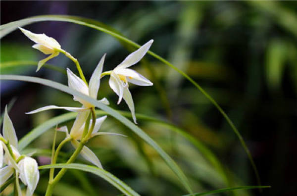 Notes for Domesticated Orchid: Choose the Right Soil