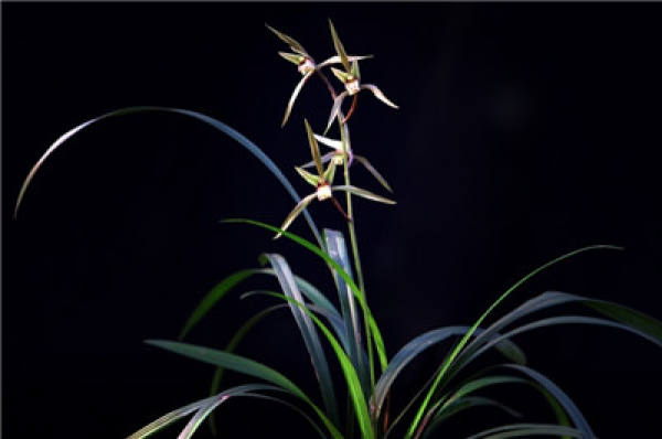Notes for Domesticated Orchid: Choose the Right Soil