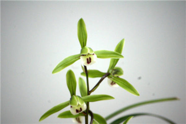 precautions for raising Hanlan at home: select good soil
