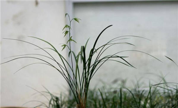 Precautions for domesticated orchids: strict prevention of pollution