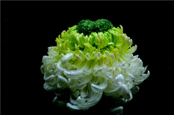 Functions and Placement of Six Common Feng Shui Plants: Chrysanthemum Functions and Placement of Six Common Feng Shui Plants: Chrysanthemum