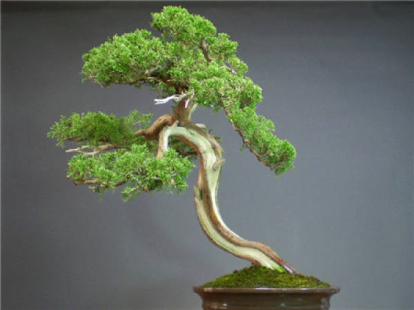 Functions and Placement of Six Common Feng Shui Plants: Chrysanthemum Functions and Placement of Six Common Feng Shui Plants: Chrysanthemum