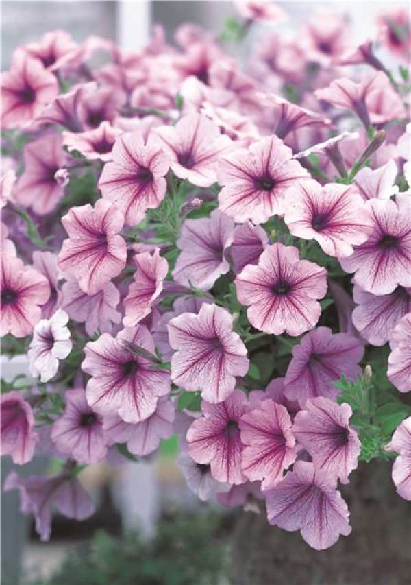 Petunia hybrida