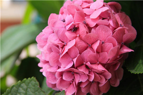 Petunia hybrida