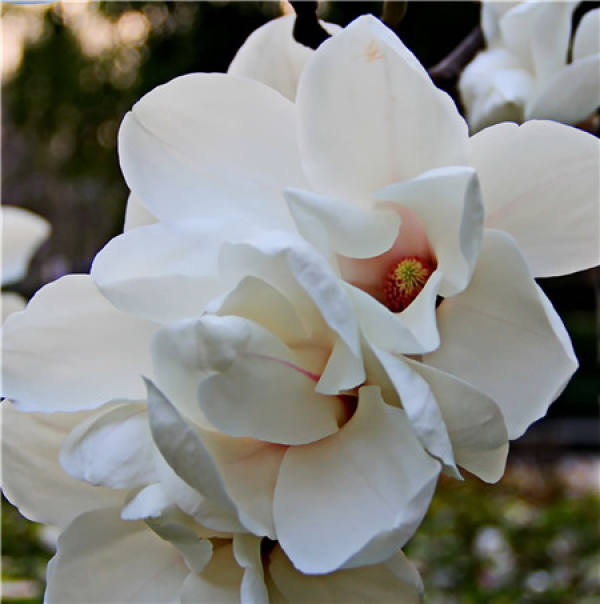 Petunia hybrida