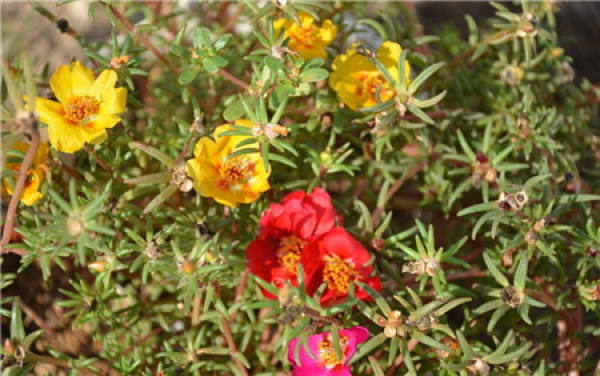 Petunia hybrida