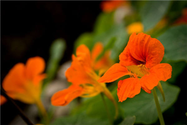 Petunia hybrida