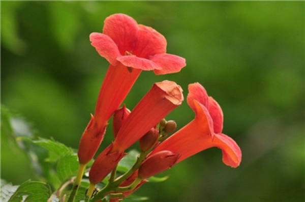 Petunia hybrida