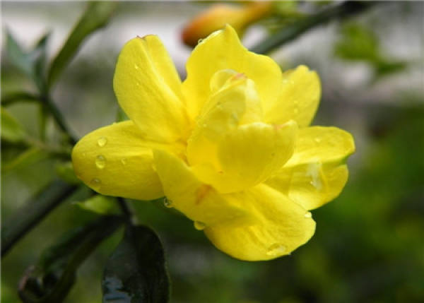 Winter jasmine