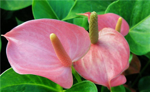 Anthurium watering method