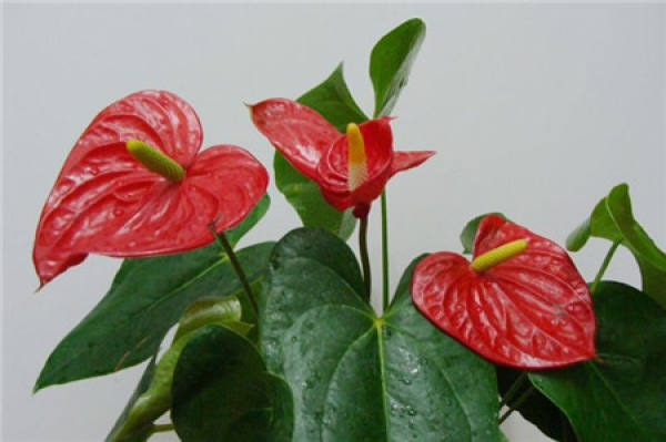 Anthurium watering method