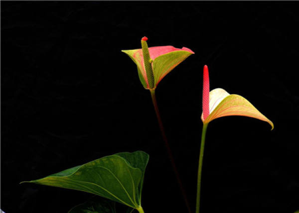 Cautions for watering Anthurium andraeanum