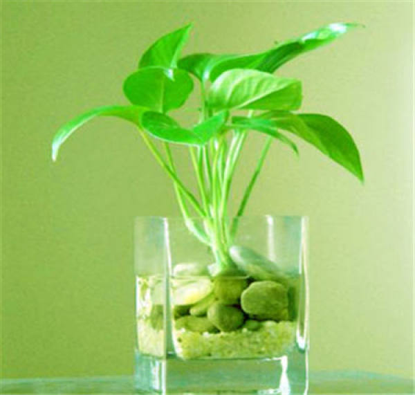 Culture method of scindapsus aureus