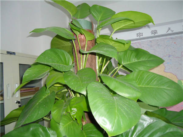 culture method of pothos