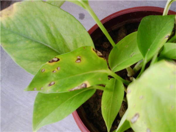 culture method of pothos