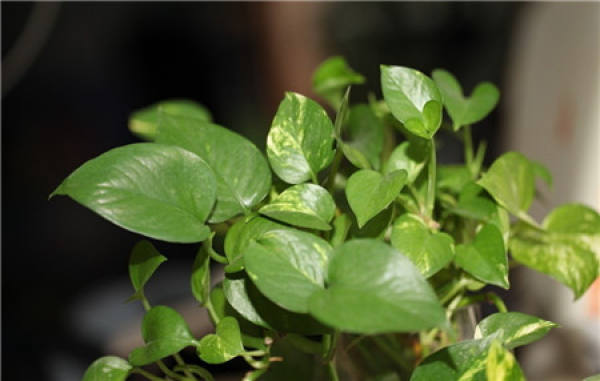 Can the green radish be put in the bedroom?