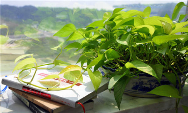 Precautions for Maintenance of Scindapsus aureus in Bedroom