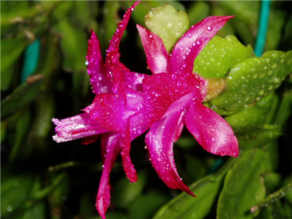 beautiful Christmas Cactus