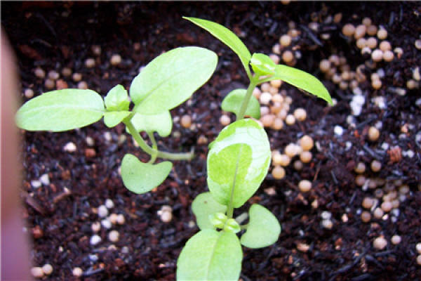Cultivation methods and precautions of Ocimum basilicum L.