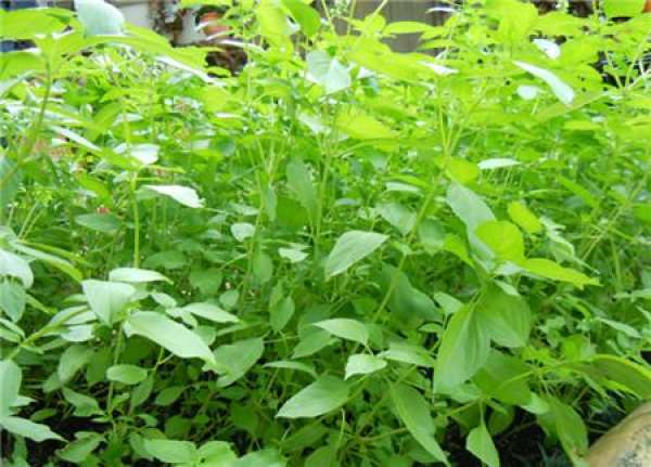 Cultivation methods and precautions of Ocimum basilicum L.