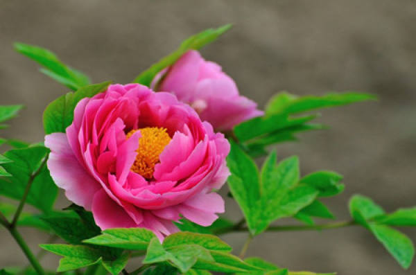 The Story of Luoyang Peony and Wu Zetian