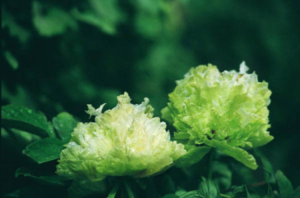 The Story of Luoyang Peony and Tang Xuanzong