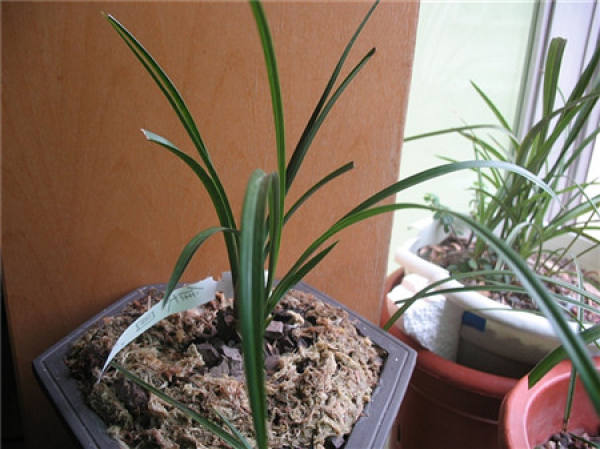 Don't buy the newly potted flower seedlings.