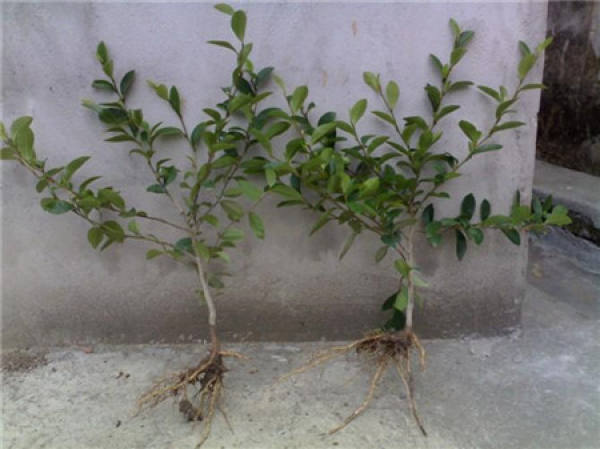 Don't buy the newly potted flower seedlings.