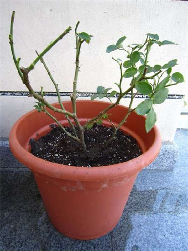 Don't buy the newly potted flower seedlings.