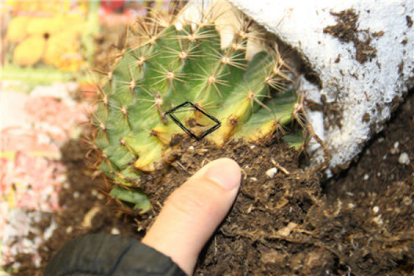 Any of various cacti having small frozen spots on the stem or bulb