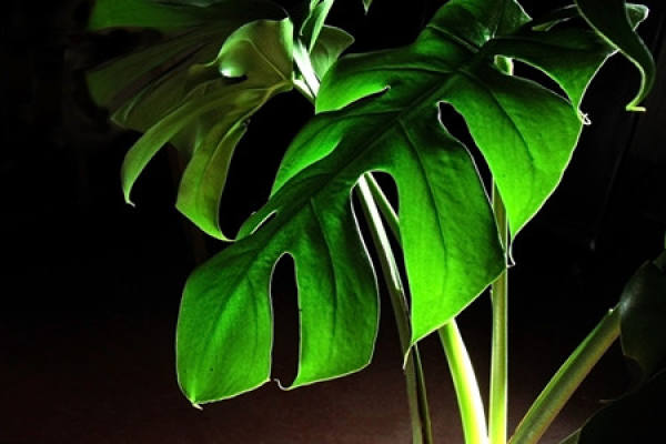 Morphological characteristics of Monstera bambusoides