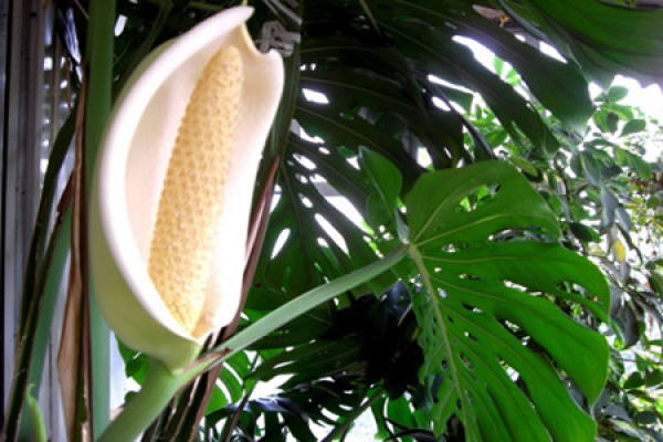 Morphological characteristics of Monstera bambusoides
