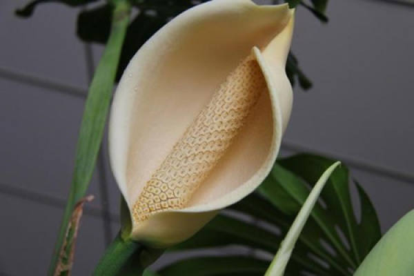 Morphological characteristics of Monstera bambusoides