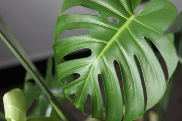 morphological characteristics of Swiss cheese plant