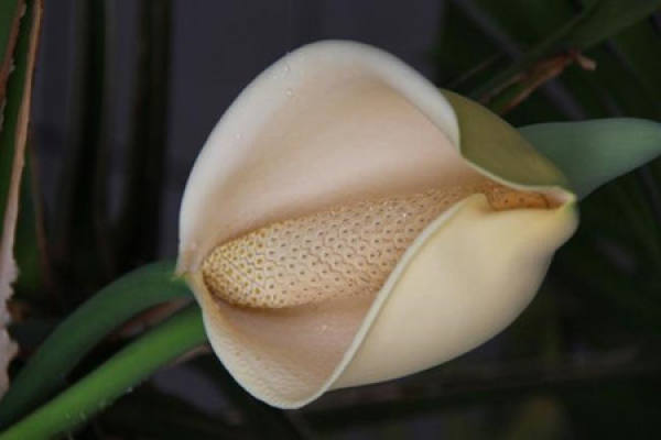 Flowering Turtle Back Bamboo