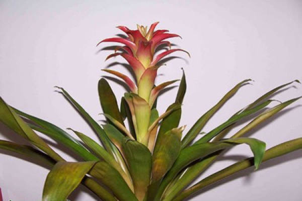 Basic Characteristics of Ornamental Pineapple