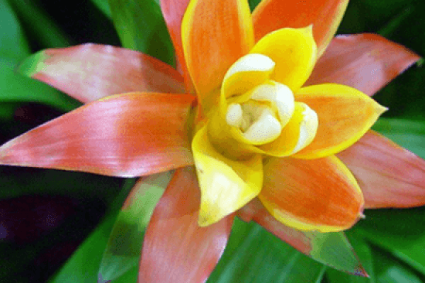 Reasons for the yellowing of ornamental pineapple leaves