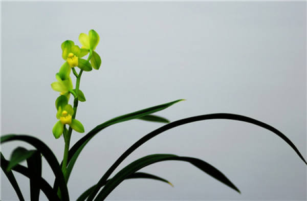 What should we pay attention to when raising orchids?