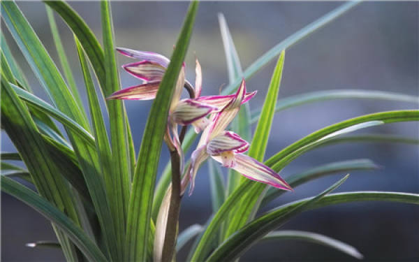 What should we pay attention to when raising orchids?