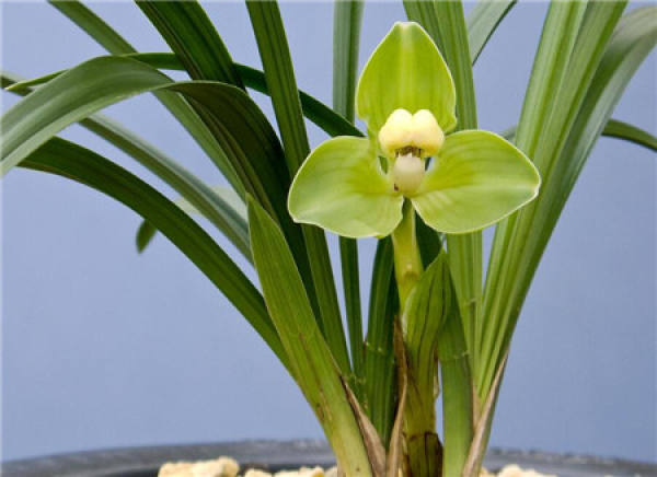 What should we pay attention to when raising orchids?