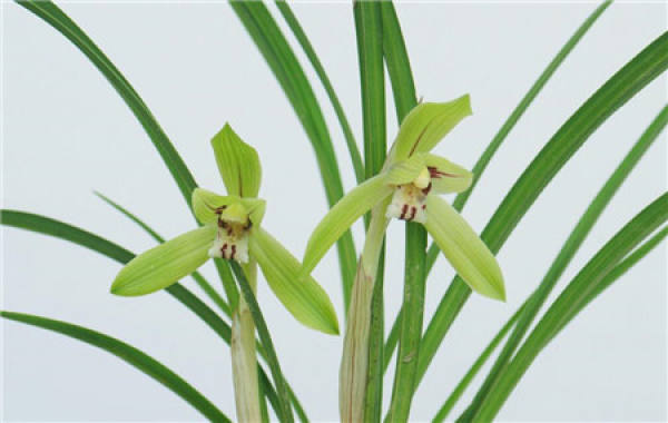 What should we pay attention to when raising orchids?