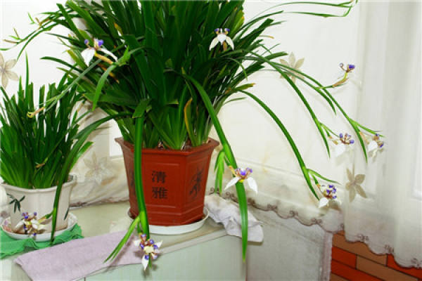 What should we pay attention to when raising orchids?