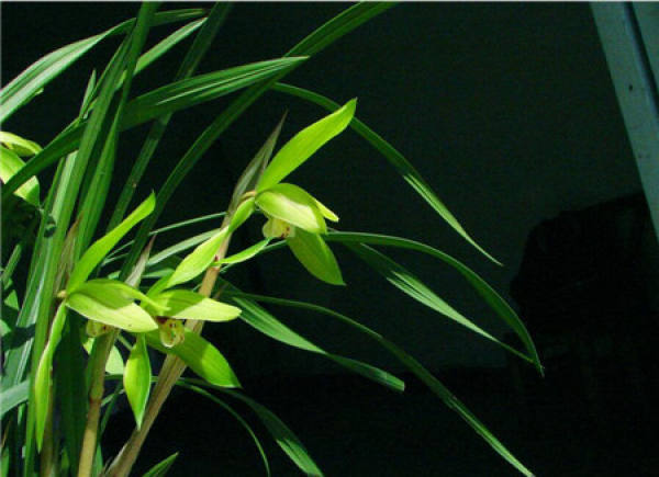 What should we pay attention to when raising orchids?