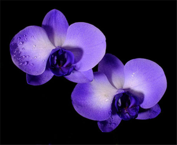 What should we pay attention to when raising orchids?