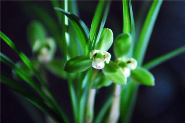 What should we pay attention to when raising orchids?