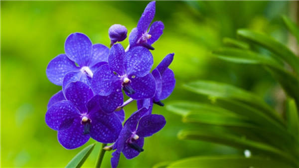 What should we pay attention to when raising orchids?