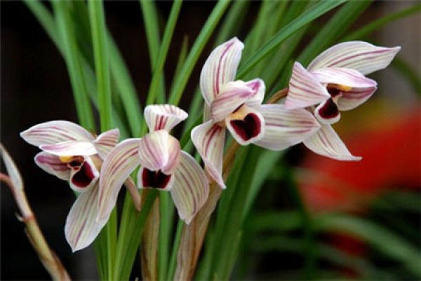 what should we pay attention to when raising orchids in January