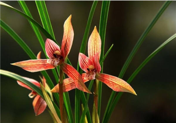 what should we pay attention to when raising orchids in January